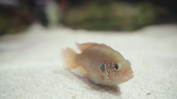 Een Kleine Vis Hemichromis Guttatus Rust Een Zandbodem Close — Stockvideo
