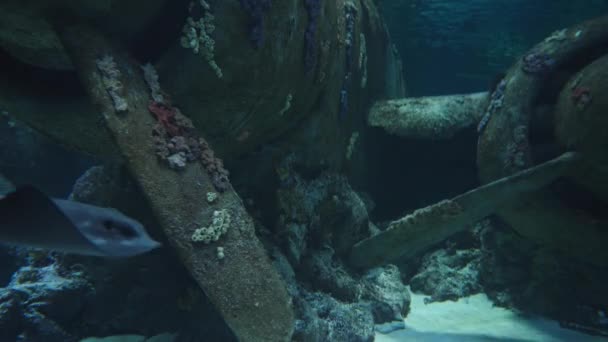 サンゴの沈没した飛行機 海の底に 黒いステイングレイが浮かぶ — ストック動画