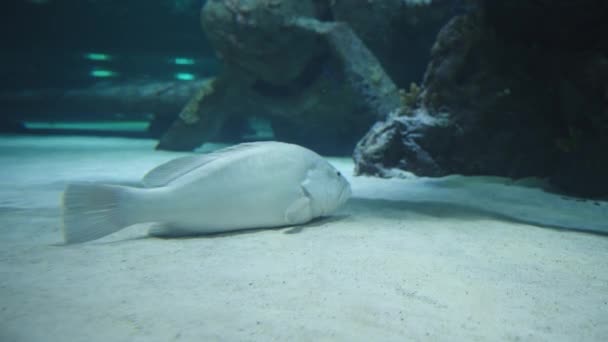 Biały Epinefelus Spoczywa Piaszczystym Dnie Zatopionego Samolotu Obok Rekinów — Wideo stockowe