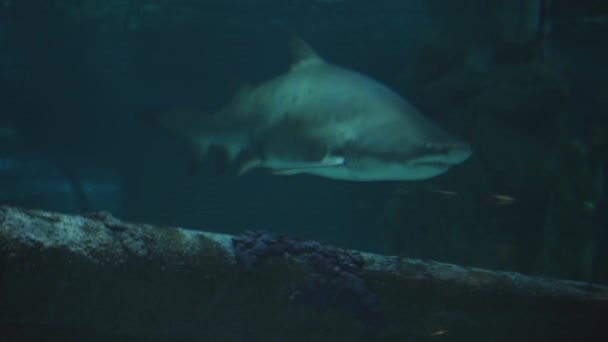 Rekin Piaskowy Odontaspididae Powoli Pływa Wzdłuż Wraku Dnie — Wideo stockowe
