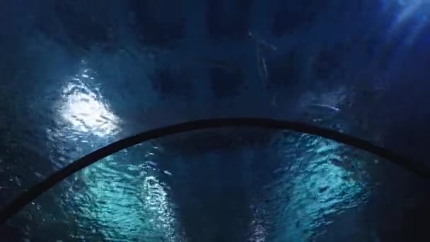 Dalam Terowongan Besar Akuarium Ikan Berenang Dari Atas — Stok Video