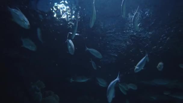 海の魚が泳いでいる 暗い時間だ サンゴについて — ストック動画