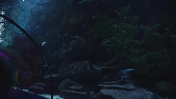トンネル水族館の内部で 私は側面の魚を見ています — ストック動画