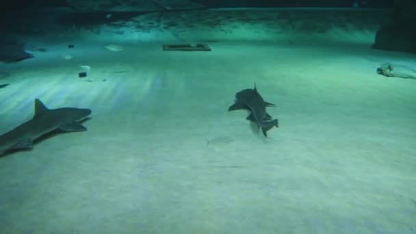 小鲨鱼和其他鱼在一个巨大的水族馆的沙底游动 — 图库视频影像