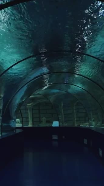 World Largest Tunnel Aquarium View People Vertical Video — Stock Video