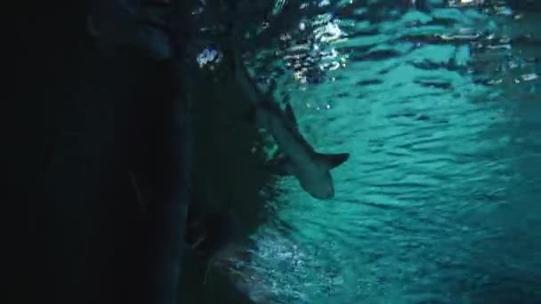 一条小鲨鱼游过我身边 — 图库视频影像