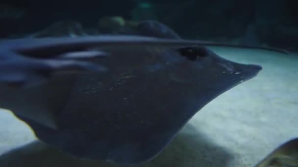 黒いランプ魚は残骸の間の底に浮いています クローズアップ — ストック動画
