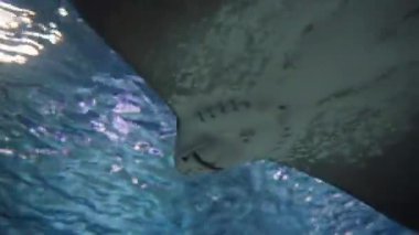 Üzerimde uçan büyük bir Stingray yüzüyor, ona aşağıdan bakıyorum, mavi su. Yakın plan..