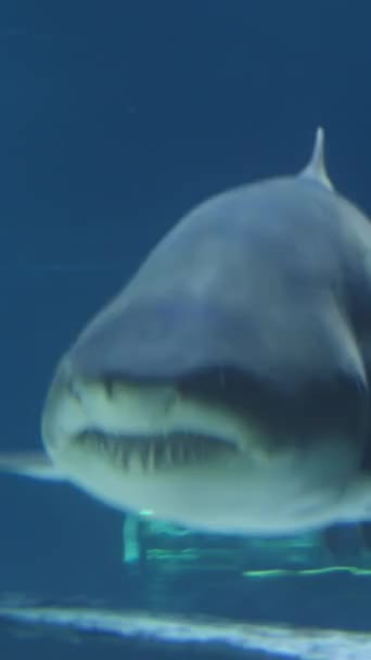Függőleges Egy Nagy Fogú Cápa Úszik Felém Egy Hatalmas Akváriumban — Stock videók
