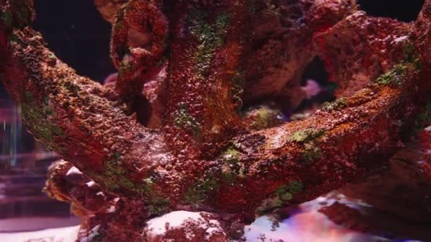 サンゴで覆われた底に大きなアンカー — ストック動画