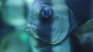 Orbiküler yarasa balığı. Platax orbikülaris, makro kafa, yüzer ve bana bakar..