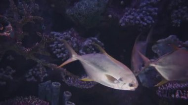 Beyaz Trachinotus falcatus, Atlas Okyanusu 'nun batısında bulunan ticari bir balık sürüsüdür. Makro