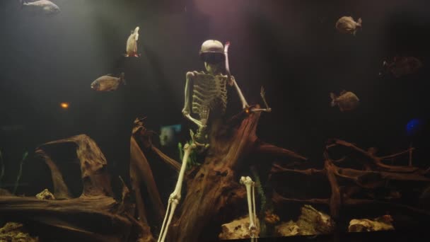 Einem Riesigen Aquarium Mit Piranhas Sitzt Das Skelett Eines Mannes — Stockvideo