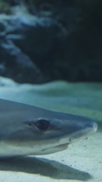 一条小鲨鱼正在沙滩上休息 垂直录像 — 图库视频影像