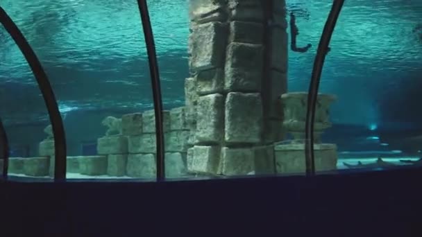 世界最大のトンネル水族館 青い水と海洋生物 — ストック動画