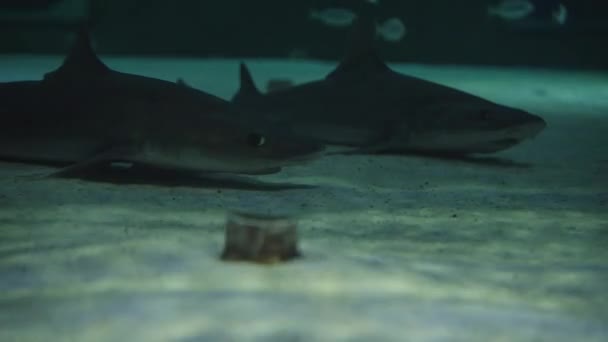 Dos Tiburones Yacen Fondo Arenoso Uno Está Nadando Cerca — Vídeo de stock