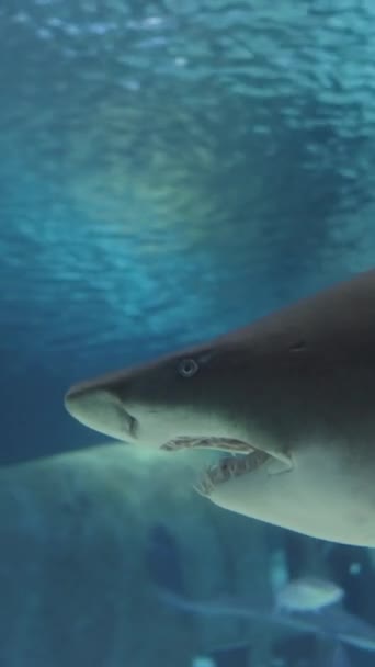 Pionowe Ogromny Rekin Piasku Pływa Obok Mnie Ogromne Akwarium Zapadniętym — Wideo stockowe