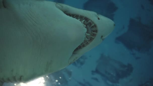 Nade Mnou Plave Obrovský Žralok Ostrými Zuby Extrémně Detailní Záběr — Stock video