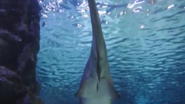 大きな目撃されたサメが私から離れ リアビュー — ストック動画