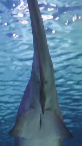 Gran Tiburón Moteado Nada Lejos Vista Trasera Vídeo Vertical — Vídeos de Stock