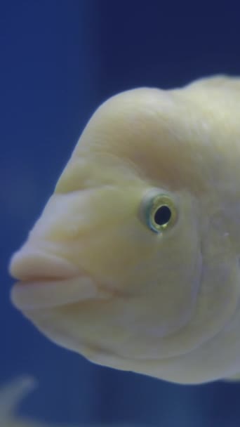Seekor Ikan Putih Dan Kuning Amphilophus Citrinellus Menatapku Akuarium Biru — Stok Video