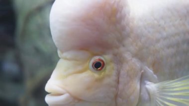Büyük kafalı beyaz bir balık Amphilophus citrinellus bana bakıyor. kırmızı gözler yakın plan..