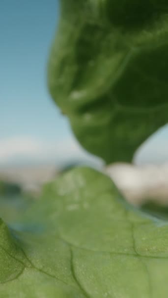 Lettuce Leaves Sun Blue Sky Dolly Vertical Video — Stock Video