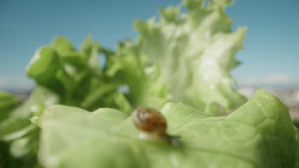 Eine Schnecke Auf Einem Grünen Salatblatt Der Fokus Verlagert Sich — Stockvideo