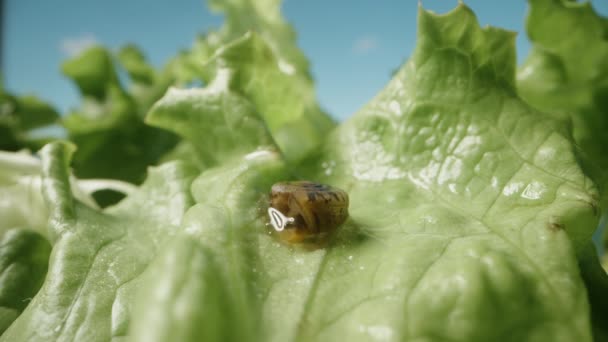 레투스 달팽이 껍질에서 기어와 매크로 — 비디오