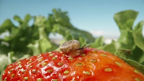 Slak Koestert Zich Zon Aardbeien Tegen Een Achtergrond Van Blauwe — Stockvideo