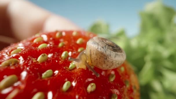 Tiens Une Fraise Avec Petit Escargot Dessus Sur Fond Herbe — Video