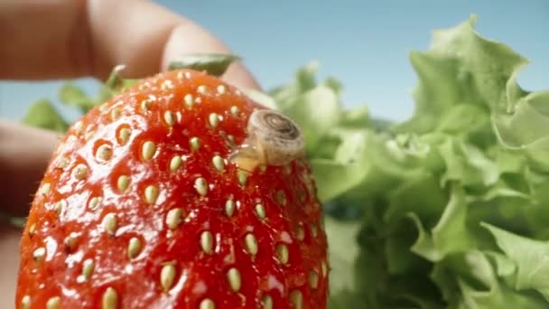 小さなカタツムリでイチゴを抱えていて カメラに近づけるマクロ — ストック動画