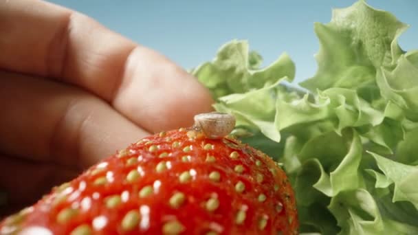 Παίρνω Μια Φράουλα Πάνω Στην Οποία Κάθεται Ένα Σαλιγκάρι Και — Αρχείο Βίντεο
