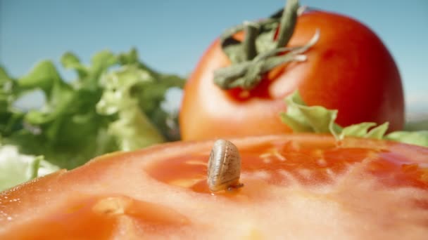 貝の中の小さなカタツムリが座ってトマトを食べる — ストック動画