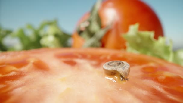 Petit Escargot Assoit Sur Une Tranche Tomate Mange Sous Soleil — Video