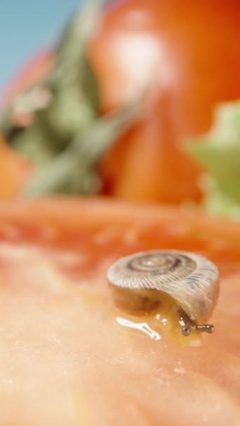 Small Snail Sits Slice Tomato Eats Sun Blue Sky Macro — Stock Video