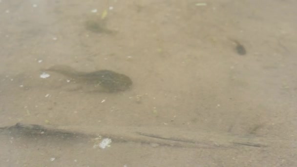 Жареная Лягушка Головастики Плавают Песчаной Мелководье Макро — стоковое видео