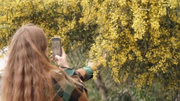 Дівчина Картатій Зеленій Сорочці Фотографує Квітучу Жовту Мімозу Своєму Телефоні — стокове відео