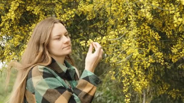 若い女性が彼女の手で検査している 咲く黄色い木からの模倣物のスプリッグ ゆっくり動き — ストック動画