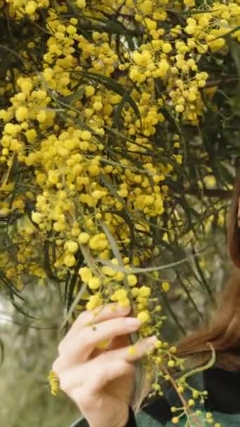 Una Joven Rodeada Árboles Florecientes Mimosa Amarilla Vertical — Vídeos de Stock