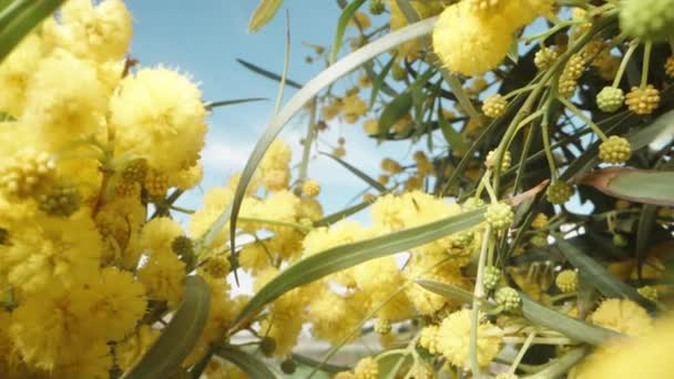 Krzew Jasnożółtych Kwiatów Mimozy Przeciw Błękitnemu Niebu Dolly Suwak Ekstremalne — Wideo stockowe