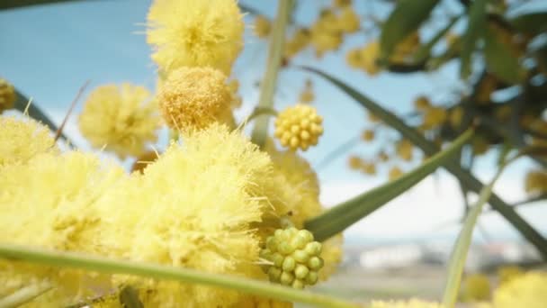 Amarelo Flores Mimosa Fofas Fundo Céu Azul Zoom Macro — Vídeo de Stock