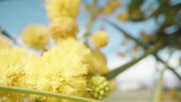 Haciendo Camino Través Los Arbustos Floración Mimosa Macro Slider — Vídeo de stock