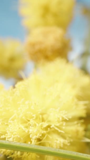 Haciendo Camino Través Los Arbustos Floración Mimosa Macro Slider Vertical — Vídeo de stock