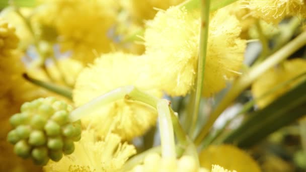 Fotografia Macro Flores Mimosa Amarelas Uma Câmera Dentro Galhos Árvores — Vídeo de Stock