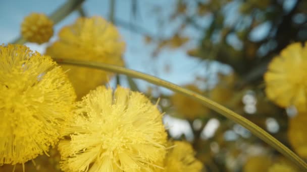 Attraversando Rami Spessi Yellow Mimosa Dolly Slider Estremo Primo Piano — Video Stock