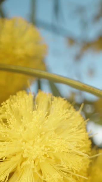 Atravessando Ramos Grossos Yellow Mimosa Dolly Deslizante Extremo Close Vertical — Vídeo de Stock