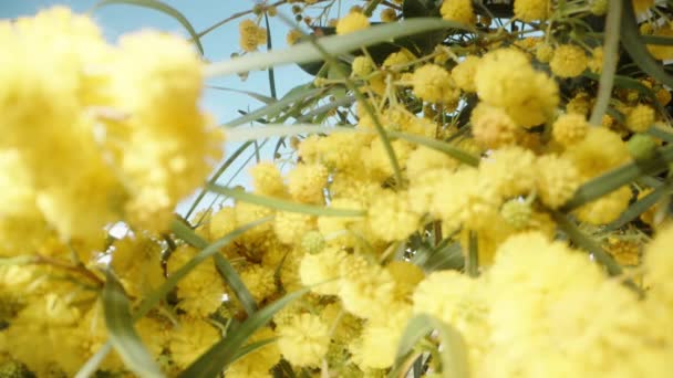 Grube Gałęzie Kwitnącej Mimosy Przeciwko Błękitnemu Niebu Skupiają Się Pierwszym — Wideo stockowe