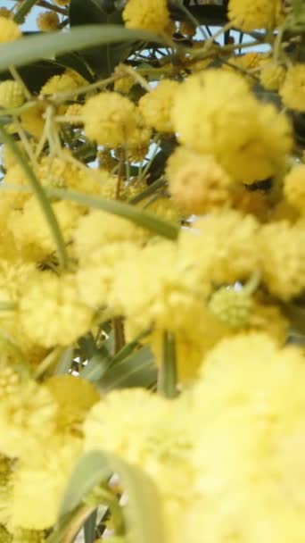 Gruesas Ramas Blooming Mimosa Contra Cielo Azul Foco Desplaza Hacia — Vídeos de Stock