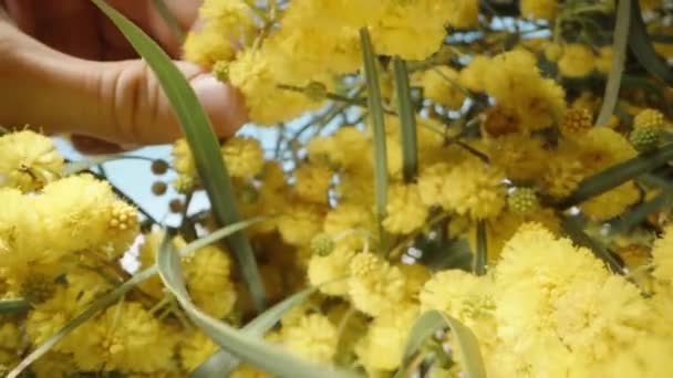 Zbliżenie Gałązki Mimosy Mojej Dłoni Jasnożółtego Krzewu Pod Błękitnym Niebem — Wideo stockowe